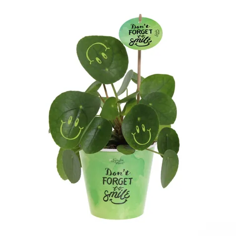 Smylieplant® - Happy in papercup (large)